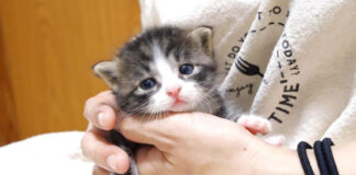 ミルク好きの子猫