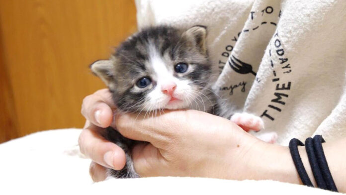 ミルク好きの子猫