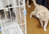 保護子猫達が気になる猫
