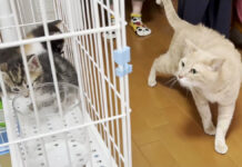 保護子猫達が気になる猫