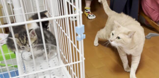 保護子猫達が気になる猫