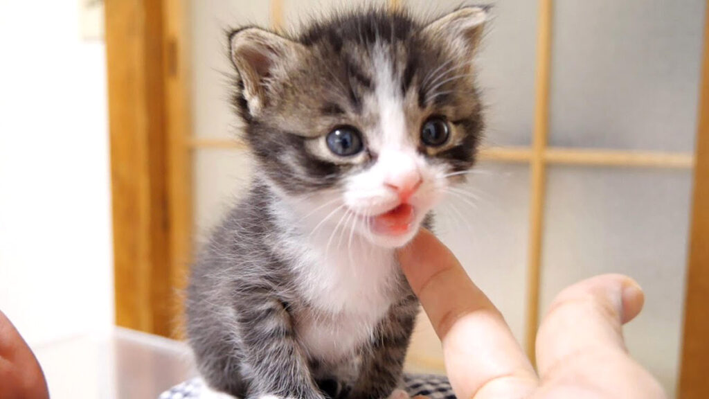pecochan様御予約❤生後8日子猫ちゃん♡本当にミルク飲めるよ♡ちー出ます♡ zenryokumilk_neko_title-