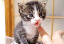 ミルクが飲みたい子猫