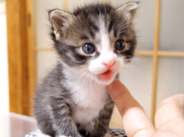 ミルクが飲みたい子猫