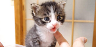 ミルクが飲みたい子猫