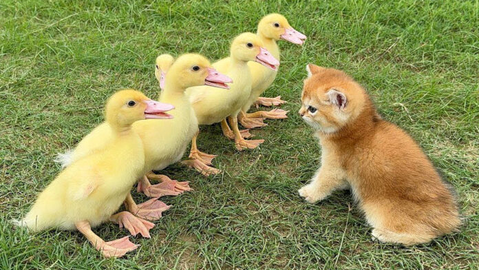 アヒルのヒナ達と冒険に出かけた子猫