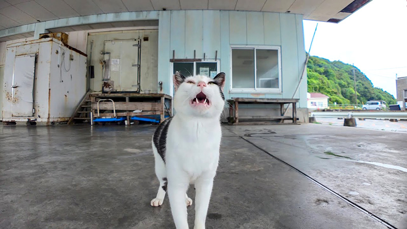 雨宿りする猫