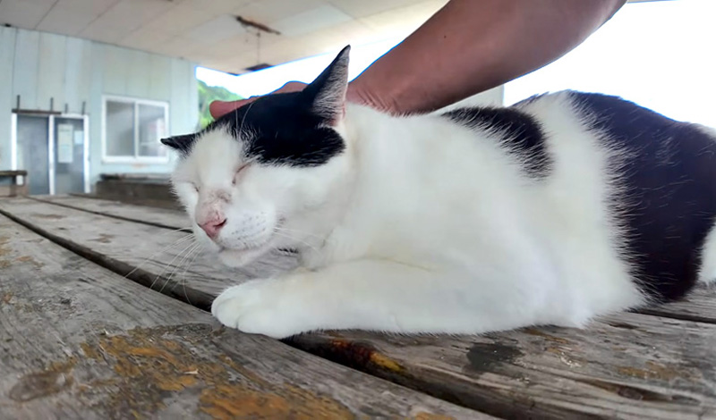 撫でられる猫