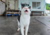 雨宿りする猫