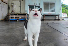 雨宿りする猫