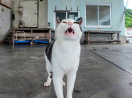 雨宿りする猫