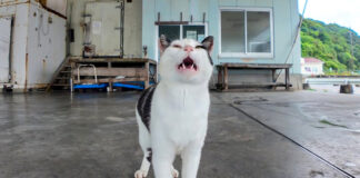 雨宿りする猫