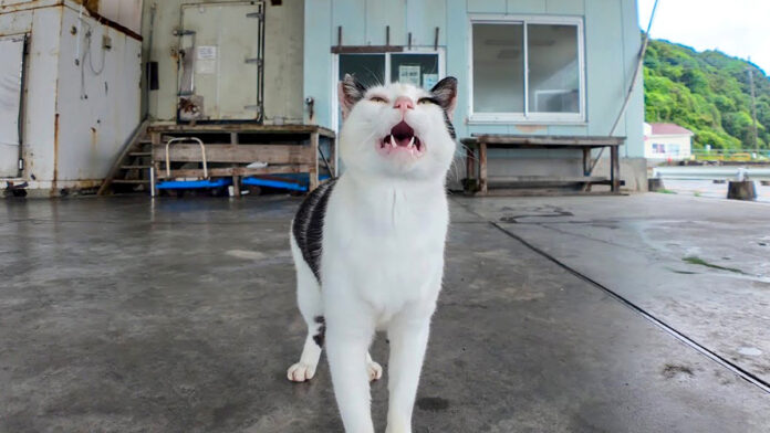 雨宿りする猫