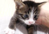 甘えん坊な子猫