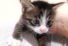 甘えん坊な子猫