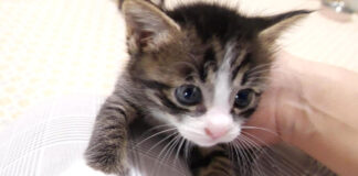 甘えん坊な子猫