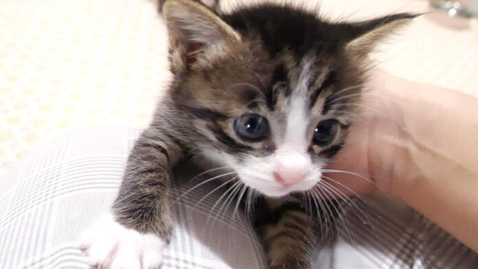 甘えん坊な子猫