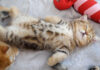 無防備な姿で眠る子猫