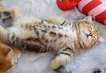 無防備な姿で眠る子猫