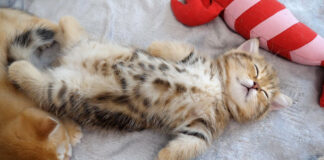 無防備な姿で眠る子猫