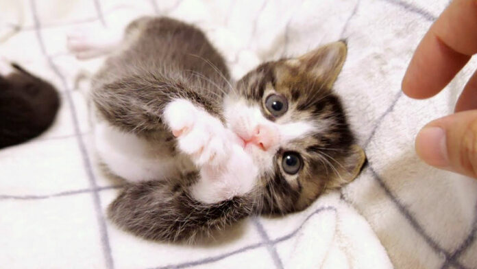 眠りに落ちていく子猫