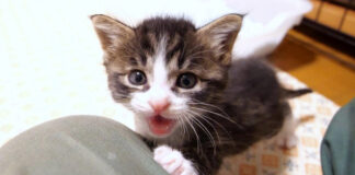 遊んでアピールする子猫