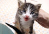 話しかけてくる子猫