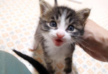 話しかけてくる子猫