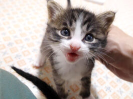 話しかけてくる子猫