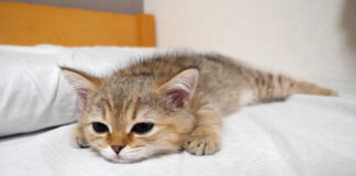 ベッドでくつろぐ子猫