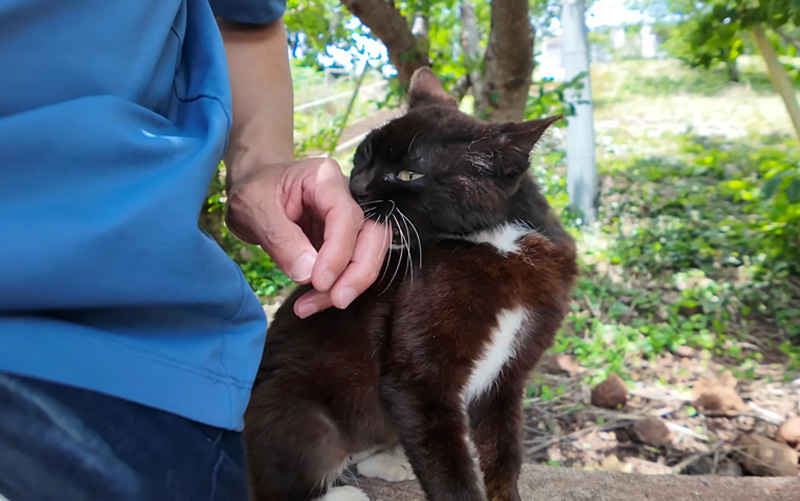 甘える猫
