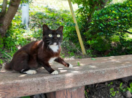 ベンチにいた猫
