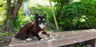 ベンチにいた猫