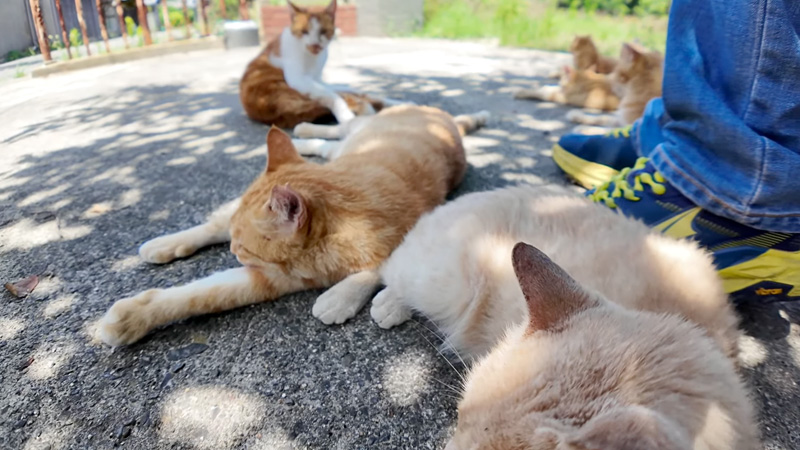 のんびりくつろぐ猫達