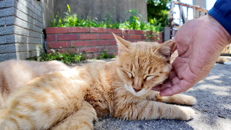 撫でられる猫