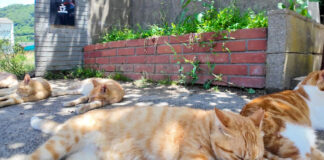 校門前でのんびりくつろぐ猫達