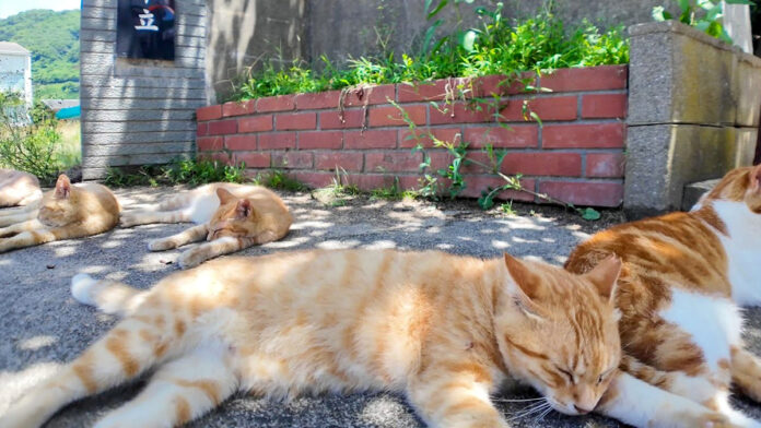 校門前でのんびりくつろぐ猫達