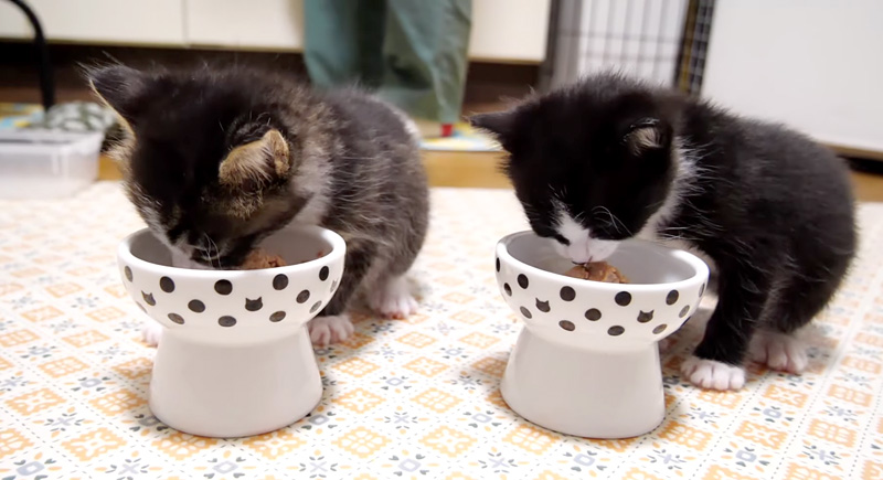 離乳食を食べる子猫