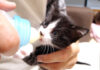 ミルクを飲む子猫