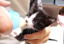 ミルクを飲む子猫