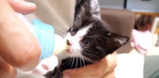 ミルクを飲む子猫