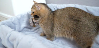 子猫達を引っ越しさせる母猫