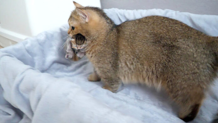 子猫達を引っ越しさせる母猫