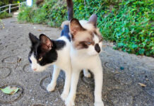 仲良しなふたり組の猫