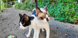 仲良しなふたり組の猫