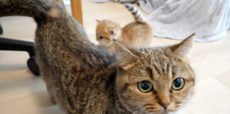子猫を護衛する母猫