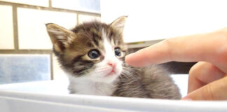 ご飯を食べた子猫