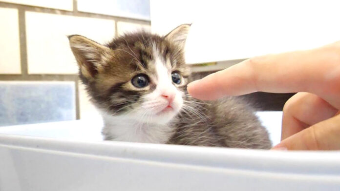 ご飯を食べた子猫