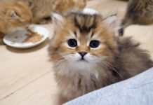 ご飯を食べ終えたことを報告に来る子猫