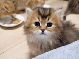 ご飯を食べ終えたことを報告に来る子猫